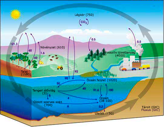 A szén biogeokémia körforgása (Raupach 2011).