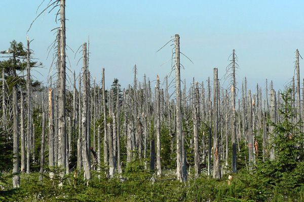 Savas ülepedés hatása az erdőkre (Jizera Hegység, Cseh Köztársaság). http://en.wikipedia.org/wiki/Acid_rain