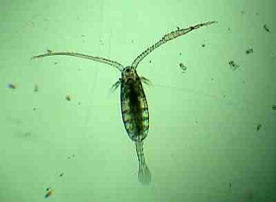1.3. ábra. Az evezőlábú rákok (Copepoda) a plankton része