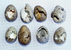 3.42. ábra Szürkevarjak által összetört danka tojások (Pellinger, 2001)