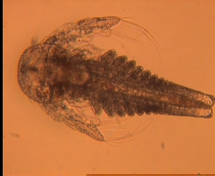 4.19. ábra Szintén elterjedten alkalmazott zooplankton faj a Thamnocephalus platyurus